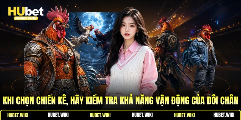 Khi chọn chiến kê, hãy kiểm tra khả năng vận động của đôi chân